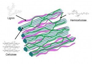 Plant cytoderm